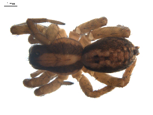  ( - BIOUG00613-G07)  @12 [ ] CC-0  G. Blagoev 2010 Unspecified
