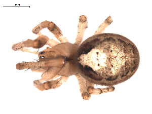  ( - BIOUG00624-F04)  @12 [ ] CC-0  G. Blagoev 2010 Unspecified