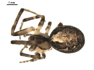  ( - BIOUG00624-G09)  @12 [ ] CC-0  G. Blagoev 2010 Unspecified