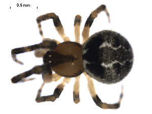 (Theridion glaucescens - BIOUG00626-G04)  @14 [ ] CC-0  G. Blagoev 2010 Unspecified