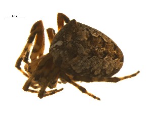  ( - BIOUG12603-B10)  @13 [ ] CreativeCommons - Attribution (2014) G. Blagoev Centre for Biodiversity Genomics