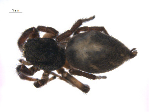  ( - BIOUG12606-D12)  @12 [ ] CreativeCommons - Attribution (2014) G. Blagoev Centre for Biodiversity Genomics
