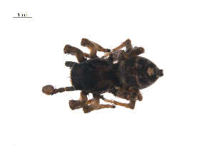  ( - BIOUG12606-E02)  @12 [ ] CreativeCommons - Attribution (2014) G. Blagoev Centre for Biodiversity Genomics