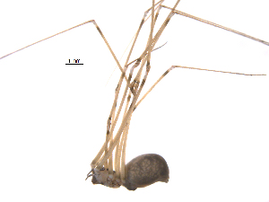  ( - BIOUG12606-E10)  @12 [ ] CreativeCommons - Attribution (2014) G. Blagoev Centre for Biodiversity Genomics