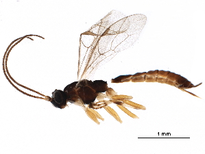  ( - BIOUG27609-H11)  @13 [ ] CreativeCommons - Attribution (2017) CBG Photography Group Centre for Biodiversity Genomics