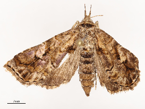  ( - CBG-B00462-C03)  @11 [ ] CreativeCommons - Attribution Share - Alike (2025) CBG Photography Group Centre for Biodiversity Genomics