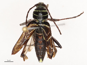  ( - CBG-B00462-F02)  @11 [ ] CreativeCommons - Attribution Share - Alike (2025) CBG Photography Group Centre for Biodiversity Genomics