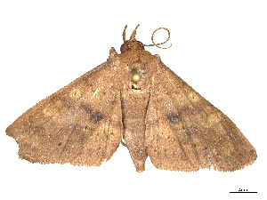  ( - CBG-B00464-B02)  @11 [ ] CreativeCommons - Attribution Share - Alike (2025) CBG Photography Group Centre for Biodiversity Genomics