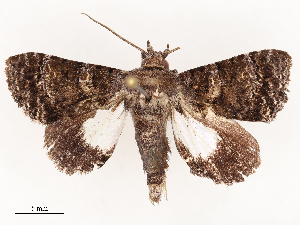  ( - CBG-B00464-G09)  @11 [ ] CreativeCommons - Attribution Share - Alike (2025) CBG Photography Group Centre for Biodiversity Genomics