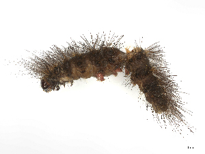  ( - CBG-B00464-H09)  @11 [ ] CreativeCommons - Attribution Share - Alike (2025) CBG Photography Group Centre for Biodiversity Genomics