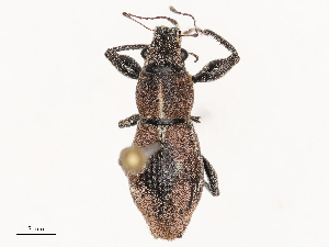  ( - CBG-B00489-C06)  @11 [ ] CreativeCommons - Attribution Share - Alike (2025) CBG Photography Group Centre for Biodiversity Genomics