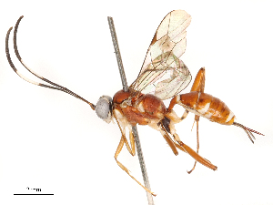  (Loxopus - CBG-B00490-B09)  @11 [ ] CreativeCommons - Attribution Share - Alike (2025) CBG Photography Group Centre for Biodiversity Genomics