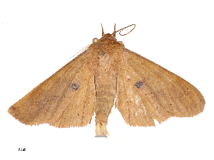  ( - CBG-B00496-A01)  @11 [ ] CreativeCommons - Attribution Share - Alike (2025) CBG Photography Group Centre for Biodiversity Genomics