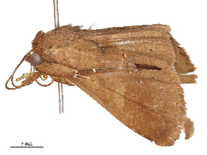  ( - CBG-B00496-A05)  @11 [ ] CreativeCommons - Attribution Share - Alike (2025) CBG Photography Group Centre for Biodiversity Genomics