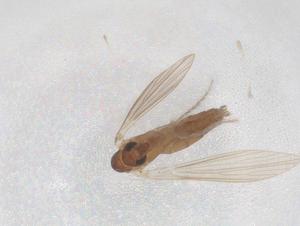  (Micropygomyia quinquefer - CBG-B00512-C11)  @11 [ ] CreativeCommons - Attribution Share - Alike (2025) Centre for Biodiversity Genomics Centre for Biodiversity Genomics