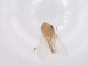  ( - CBG-B00514-C04)  @11 [ ] CreativeCommons - Attribution Share - Alike (2025) Centre for Biodiversity Genomics Centre for Biodiversity Genomics