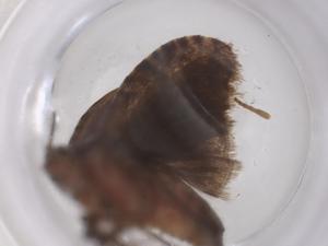  ( - CBG-B00539-A09)  @11 [ ] CreativeCommons - Attribution Share - Alike (2025) Centre for Biodiversity Genomics Centre for Biodiversity Genomics