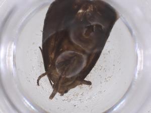  ( - CBG-B00539-F11)  @11 [ ] CreativeCommons - Attribution Share - Alike (2025) Centre for Biodiversity Genomics Centre for Biodiversity Genomics