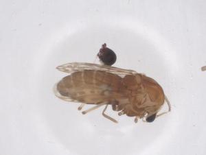  ( - CBG-B00542-B03)  @11 [ ] CreativeCommons - Attribution Share - Alike (2025) Centre for Biodiversity Genomics Centre for Biodiversity Genomics