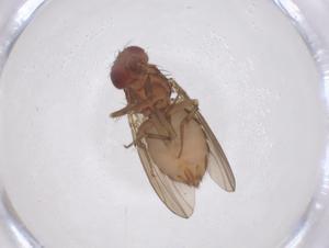  ( - CBG-B00543-C06)  @11 [ ] CreativeCommons - Attribution Share - Alike (2025) Centre for Biodiversity Genomics Centre for Biodiversity Genomics