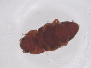  ( - CBG-B00586-E04)  @11 [ ] CreativeCommons - Attribution Share - Alike (2025) Centre for Biodiversity Genomics Centre for Biodiversity Genomics