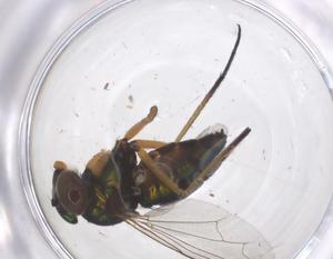  ( - CBG-B00586-H01)  @11 [ ] CreativeCommons - Attribution Share - Alike (2025) Centre for Biodiversity Genomics Centre for Biodiversity Genomics