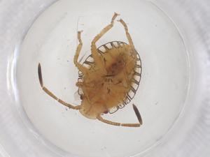  ( - CBG-B00587-A11)  @11 [ ] CreativeCommons - Attribution Share - Alike (2025) Centre for Biodiversity Genomics Centre for Biodiversity Genomics