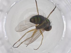  ( - CBG-B00592-C11)  @11 [ ] CreativeCommons - Attribution Share - Alike (2025) Centre for Biodiversity Genomics Centre for Biodiversity Genomics