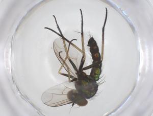  ( - CBG-B00594-D06)  @11 [ ] CreativeCommons - Attribution Share - Alike (2025) Centre for Biodiversity Genomics Centre for Biodiversity Genomics