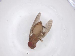  ( - CBG-B00595-F02)  @11 [ ] CreativeCommons - Attribution Share - Alike (2025) Centre for Biodiversity Genomics Centre for Biodiversity Genomics