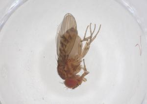  ( - CBG-B00606-C03)  @11 [ ] CreativeCommons - Attribution Share - Alike (2025) Centre for Biodiversity Genomics Centre for Biodiversity Genomics