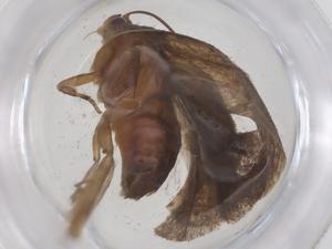  ( - CBG-B00606-D05)  @11 [ ] CreativeCommons - Attribution Share - Alike (2025) Centre for Biodiversity Genomics Centre for Biodiversity Genomics