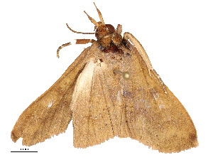  ( - CBG-B22934-A02)  @11 [ ] CreativeCommons - Attribution Share - Alike (2025) CBG Photography Group Centre for Biodiversity Genomics