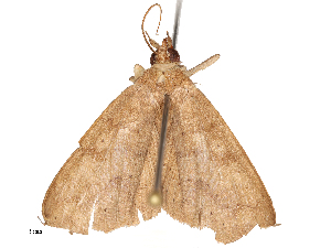  ( - CBG-B22934-A03)  @11 [ ] CreativeCommons - Attribution Share - Alike (2025) CBG Photography Group Centre for Biodiversity Genomics