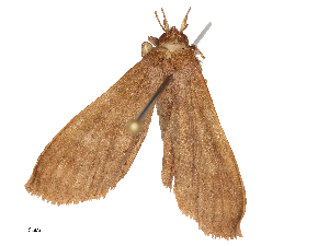  ( - CBG-B22934-A04)  @11 [ ] CreativeCommons - Attribution Share - Alike (2025) CBG Photography Group Centre for Biodiversity Genomics