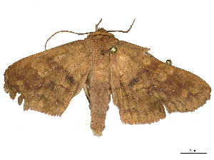  ( - CBG-B22934-A07)  @11 [ ] CreativeCommons - Attribution Share - Alike (2025) CBG Photography Group Centre for Biodiversity Genomics