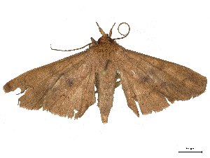  ( - CBG-B22934-B01)  @11 [ ] CreativeCommons - Attribution Share - Alike (2025) CBG Photography Group Centre for Biodiversity Genomics