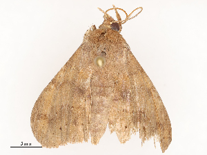  ( - CBG-B22934-G09)  @11 [ ] CreativeCommons - Attribution Share - Alike (2025) CBG Photography Group Centre for Biodiversity Genomics