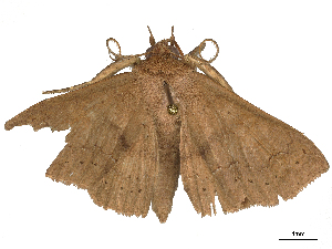  ( - CBG-B00488-A09)  @11 [ ] CreativeCommons - Attribution Share - Alike (2025) CBG Photography Group Centre for Biodiversity Genomics