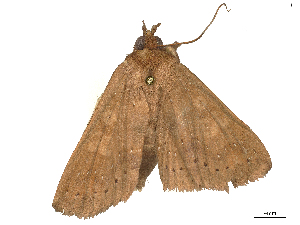  ( - CBG-B00488-B08)  @11 [ ] CreativeCommons - Attribution Share - Alike (2025) CBG Photography Group Centre for Biodiversity Genomics