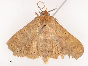  ( - CBG-B00488-C02)  @11 [ ] CreativeCommons - Attribution Share - Alike (2025) CBG Photography Group Centre for Biodiversity Genomics