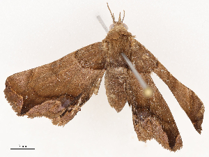  ( - CBG-B00488-C10)  @11 [ ] CreativeCommons - Attribution Share - Alike (2025) CBG Photography Group Centre for Biodiversity Genomics