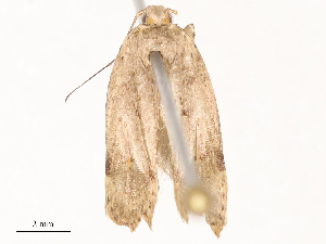  ( - CBG-B00488-G05)  @11 [ ] CreativeCommons - Attribution Share - Alike (2025) CBG Photography Group Centre for Biodiversity Genomics