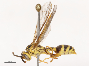  ( - CBG-B00489-G02)  @11 [ ] CreativeCommons - Attribution Share - Alike (2025) CBG Photography Group Centre for Biodiversity Genomics