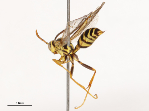  ( - CBG-B00489-G03)  @11 [ ] CreativeCommons - Attribution Share - Alike (2025) CBG Photography Group Centre for Biodiversity Genomics