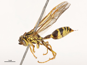  (Agelaia multipicta - CBG-B00489-G10)  @11 [ ] CreativeCommons - Attribution Share - Alike (2025) CBG Photography Group Centre for Biodiversity Genomics