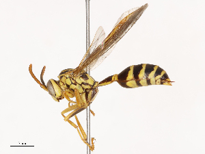  ( - CBG-B00489-H01)  @11 [ ] CreativeCommons - Attribution Share - Alike (2025) CBG Photography Group Centre for Biodiversity Genomics