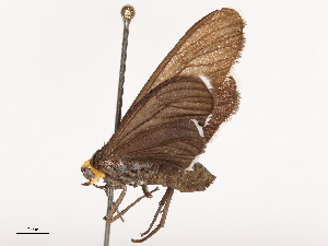  ( - CBG-B00493-C04)  @11 [ ] CreativeCommons - Attribution Share - Alike (2025) CBG Photography Group Centre for Biodiversity Genomics