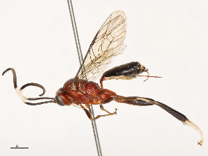  (Monothela - CBG-B00495-F09)  @11 [ ] CreativeCommons - Attribution Share - Alike (2025) CBG Photography Group Centre for Biodiversity Genomics