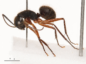  ( - CBG-B00499-F06)  @11 [ ] CreativeCommons - Attribution Share - Alike (2025) CBG Photography Group Centre for Biodiversity Genomics